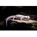 Gecko leopardo diablo blanco - eublepharis macularis